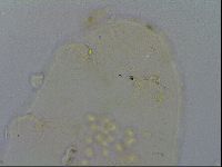 Echiniscus pseudelegans image