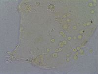 Echiniscus pseudelegans image
