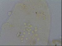 Echiniscus pseudelegans image