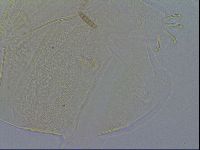 Echiniscus virginicus image