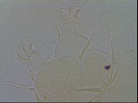 Echiniscus virginicus image