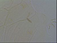 Echiniscus virginicus image