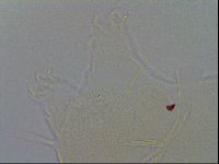 Echiniscus virginicus image
