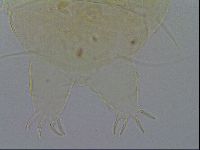 Diploechiniscus oihonnae image