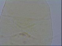 Diploechiniscus oihonnae image