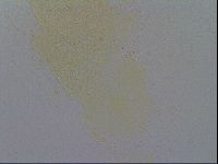 Diploechiniscus oihonnae image