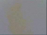 Diploechiniscus oihonnae image