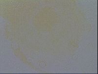Diploechiniscus oihonnae image