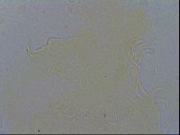 Diploechiniscus oihonnae image