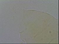 Diploechiniscus oihonnae image