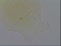 Diploechiniscus oihonnae image