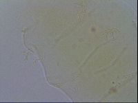 Diploechiniscus oihonnae image