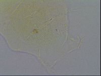 Diploechiniscus oihonnae image