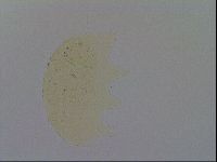 Diploechiniscus oihonnae image