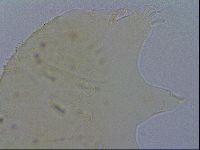 Diploechiniscus oihonnae image