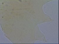 Diploechiniscus oihonnae image