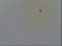 Diploechiniscus oihonnae image