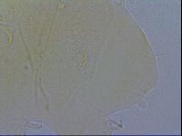 Diploechiniscus oihonnae image