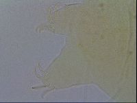 Diploechiniscus oihonnae image