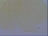 Diploechiniscus oihonnae image