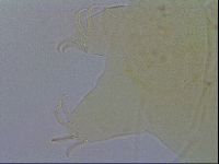 Diploechiniscus oihonnae image