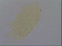 Diploechiniscus oihonnae image