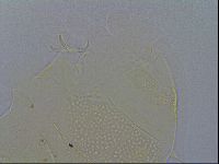 Diploechiniscus oihonnae image