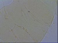 Diploechiniscus oihonnae image
