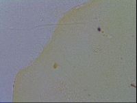 Diploechiniscus oihonnae image