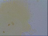 Diploechiniscus oihonnae image