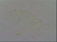 Diploechiniscus oihonnae image