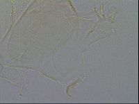 Diploechiniscus oihonnae image