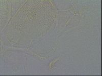Diploechiniscus oihonnae image