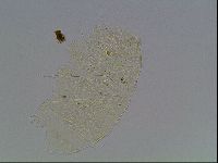 Diploechiniscus oihonnae image