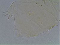Diploechiniscus oihonnae image