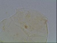 Diploechiniscus oihonnae image
