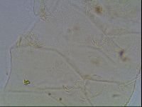 Diploechiniscus oihonnae image