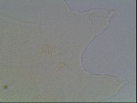 Diploechiniscus oihonnae image