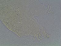 Diploechiniscus oihonnae image