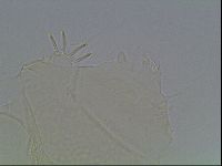 Diploechiniscus oihonnae image