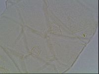 Diploechiniscus oihonnae image