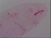 Haplomacrobiotus hermosillensis image