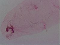 Haplomacrobiotus hermosillensis image
