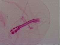 Haplomacrobiotus hermosillensis image