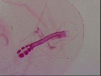 Haplomacrobiotus hermosillensis image