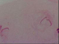 Haplomacrobiotus hermosillensis image