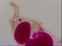 Haplomacrobiotus hermosillensis image