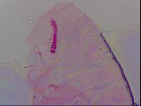 Haplomacrobiotus hermosillensis image