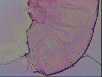 Haplomacrobiotus hermosillensis image