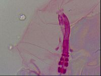 Haplomacrobiotus hermosillensis image